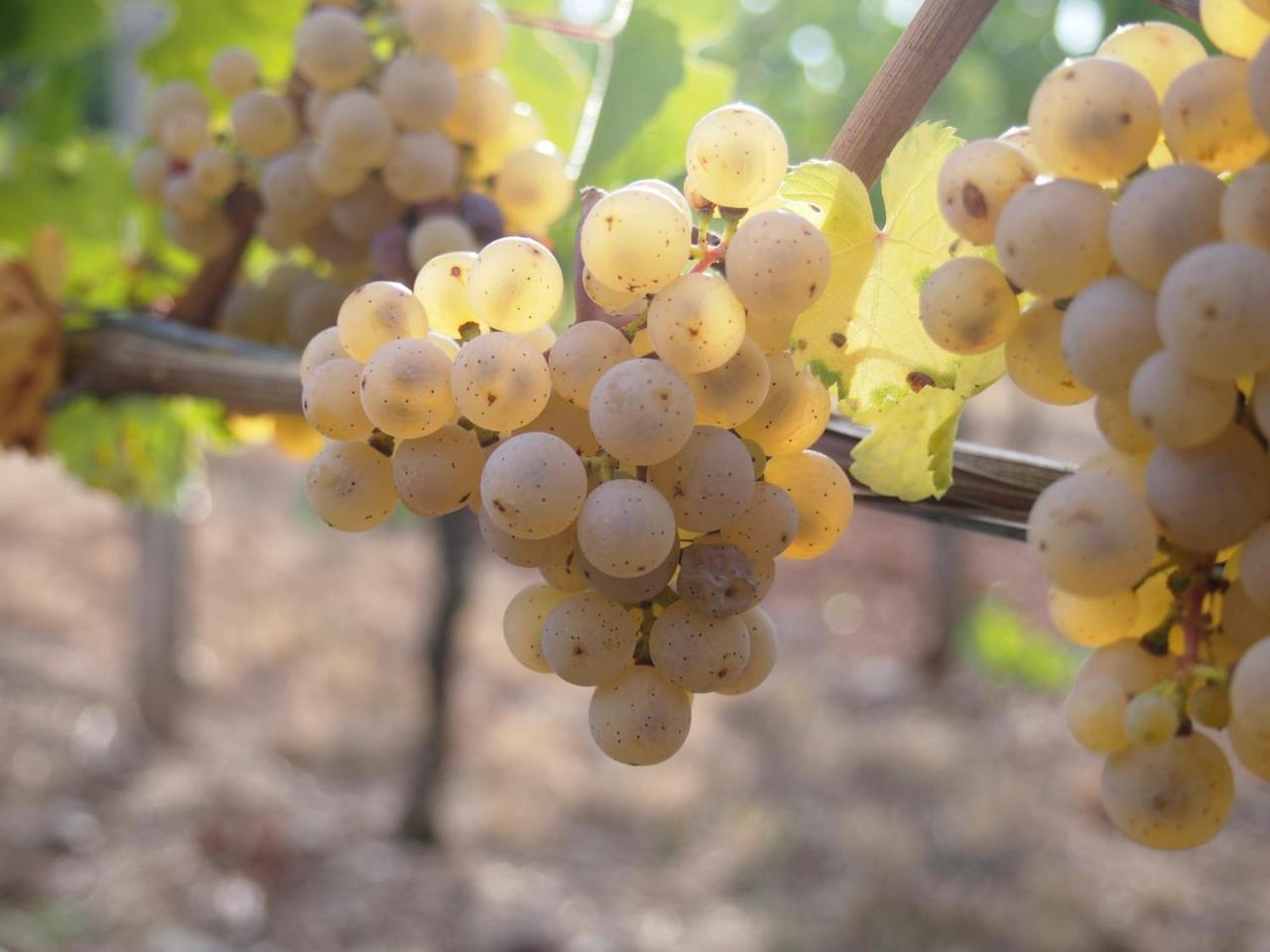 Pension Weingut Schwab Thüngersheim Buitenkant foto