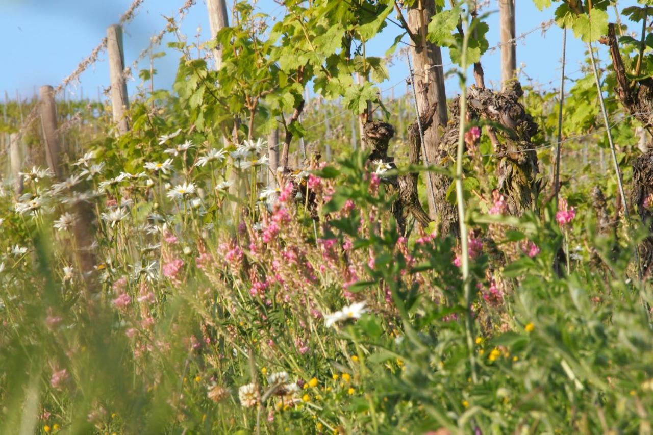 Pension Weingut Schwab Thüngersheim Buitenkant foto